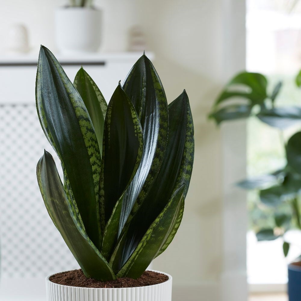 Sansevieria Silver Flame Snake Plant for indoor house garden